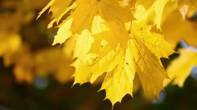 Vibrant yellow autumn leaves on a tree branch with a soft, blurred background