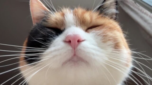 Calico Cat Blinking While Looking at Camera