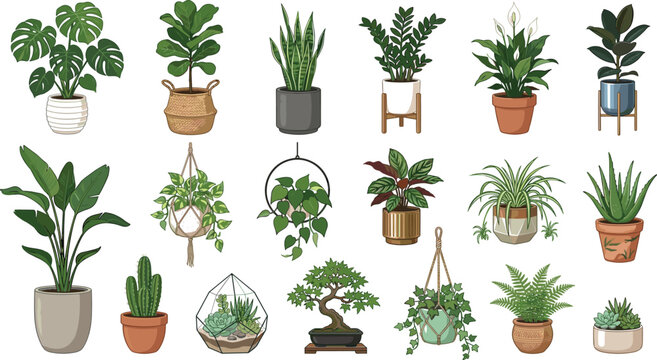 Houseplants vector illustration collection featuring monstera fiddle leaf fig snake plant ZZ plant peace lily bonsai and potted succulent graphics.