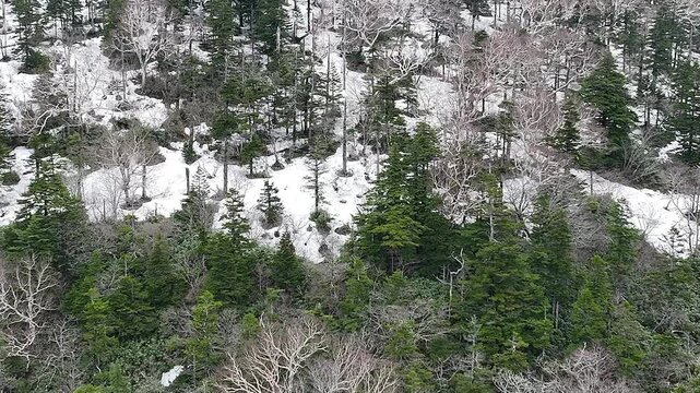 Close-Up Aerial View of Snow-Covered Mixed Forest on Bandai-Azuma Skyline, Fukushima Spring