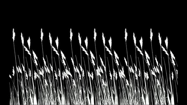 Swaying tall grass white silhouette on black background luma matte overlay