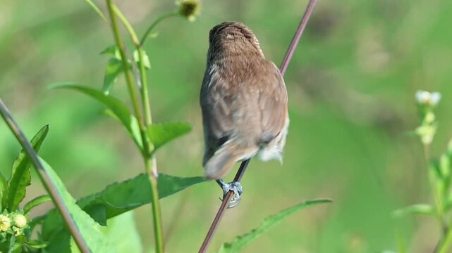 A close-up back view of a small brown wild bird perched on a thin green plant stem against a soft blurred background.