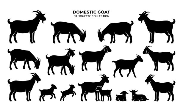 Domestic Goat Silhouette Collection Featuring Horned Billy Goats Nannies and Kids in Various Grazing and Standing Poses for Farm Management Designs Vector Illustration
