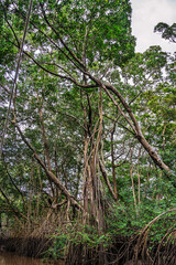 Fototapeta premium Boat trip on the Igarape do Urubu River, Delta das Americas to Ilha das Canarias, Brazil. South America
