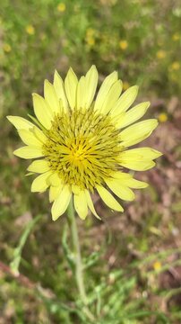 Wild Meadow Salsify (Goat's Beard) in Nature