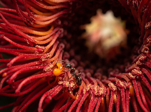 Scarlet Banksia Macro Flower with Native Sugar Ant Collecting Nectar.