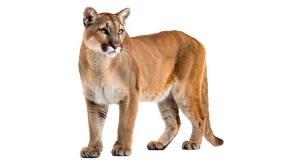 Wild elegant cougar mountain lion predatory mammal isolated on a transparent background © Anatoli