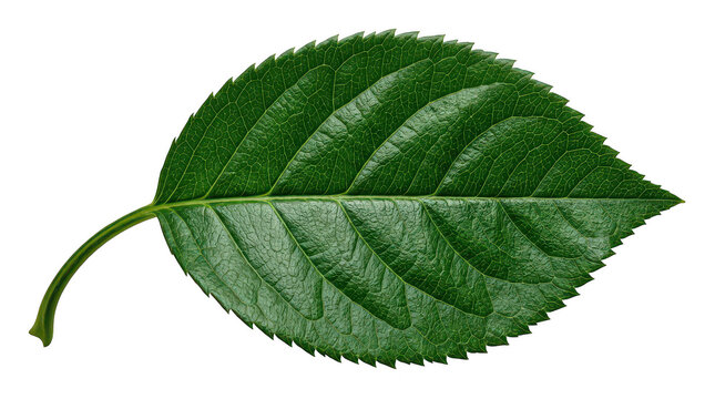 Dark green leaf with intricate vein patterns isolated on a transparent background