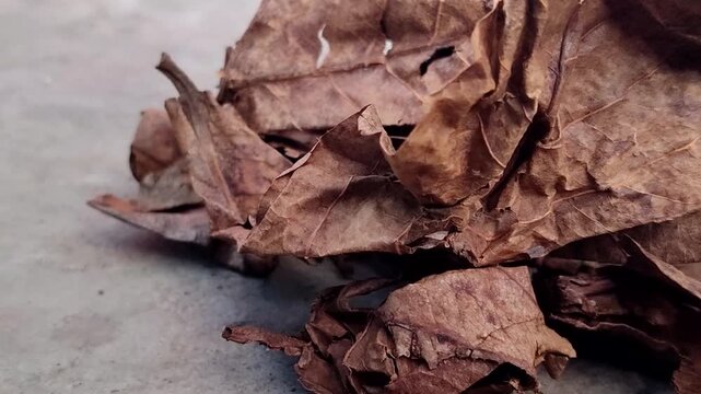 Dried Indian almond leaves (Terminalia catappa) or tropical almond leaves. This leaf is effective for lowering water pH, healing wounds, reducing stress, and preventing diseases in ornamental fish