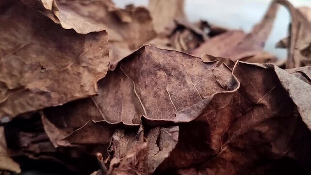 Dried Indian almond leaves (Terminalia catappa) or tropical almond leaves. This leaf is effective for lowering water pH, healing wounds, reducing stress, and preventing diseases in ornamental fish