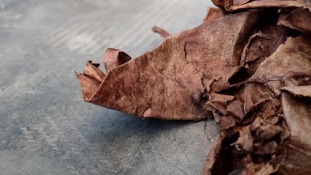 Dried Indian almond leaves (Terminalia catappa) or tropical almond leaves. This leaf is effective for lowering water pH, healing wounds, reducing stress, and preventing diseases in ornamental fish