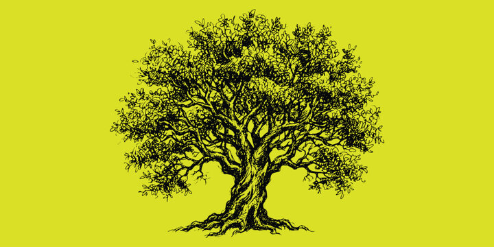Hand drawn old oak tree sketch vintage engraving style botanical vector illustration
