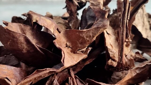Dried Indian almond leaves (Terminalia catappa) or tropical almond leaves. This leaf is effective for lowering water pH, healing wounds, reducing stress, and preventing diseases in ornamental fish