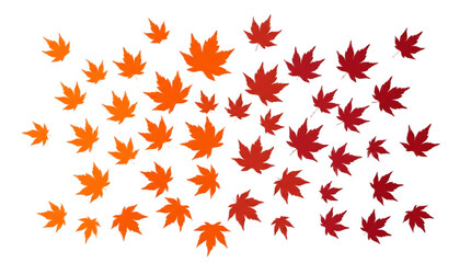 Fototapeta premium Vivid collection of orange and red maple leaves isolated on a white background