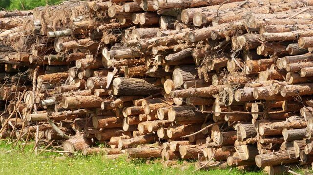 Stacked logs form a sturdy pile. Logs vary in size with visible bark and wood texture. Fresh saw cuts mark the logs' ends. Green grass lies at the foot of the stack. Trees frame the background