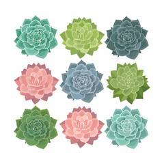 Fototapeta premium Collection of charming colorful succulent plants arranged in neat little clusters