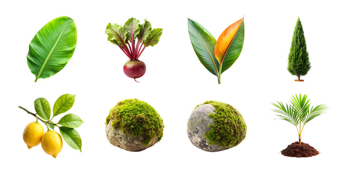 Botanical collection isolated leaves vegetables moss and small trees on transparent background