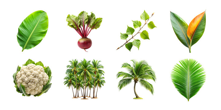 Collection of tropical plants and vegetables isolated on transparent background