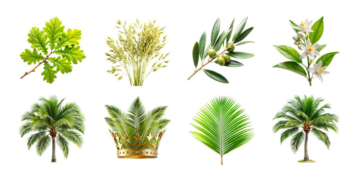 Botanical collection oak wheat olive orange blossom palm leaves isolated on transparent background