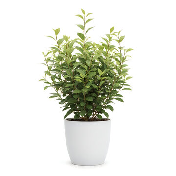 Green leafy plant in a white pot