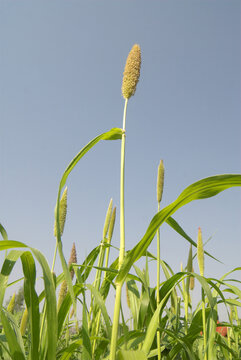 pearl millet on blue sky background