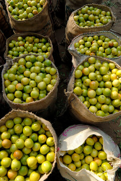 fresh green jujube in a market