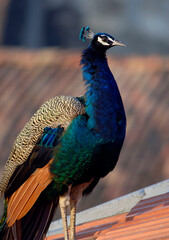 portrait of a peacock © abc foto