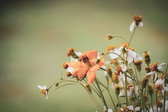 flower in the nature with dramatic tone