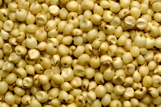 jowar seeds background