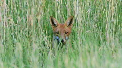 Fototapeta premium Fox looking out from tall grass in a green field during daylight hours