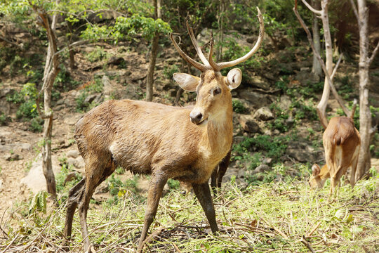 deer in the wild