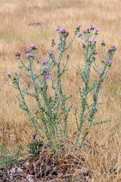 Carduus cartanus. Cheese thistle with its purple inflorescences.