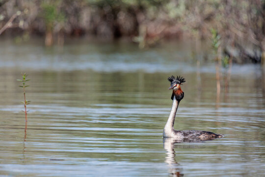 Podiceps cristatus. Great Crested Grebe in its breeding plumage, swimming in a wetland.