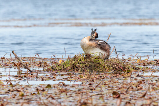 Podiceps cristatus. Great Crested Grebe on its floating nest in a wetland.