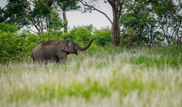 elephant in the nature with dramatic tone