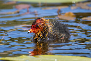 coot chick in a pond © Marcel