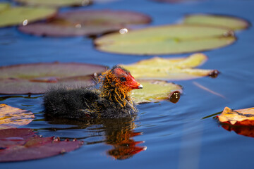 coot chick in a pond © Marcel