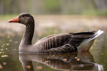swimming gray goose reflecting in the surface of a pond © Marcel