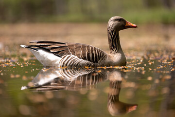 Fototapeta premium swimming gray goose reflecting in the surface of a pond