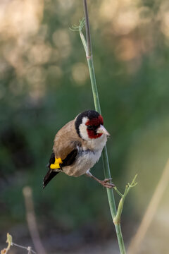 goldfinch on a thin twig