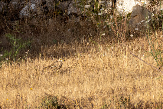 eurasian thick-knee bird in dry grass