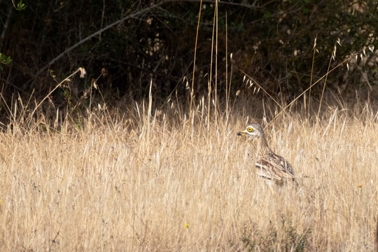 eurasian thick-knee bird in dry grass