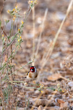 goldfinch on a thin twig