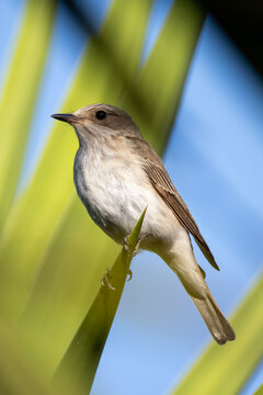 spotted flycatcher on a palm tree