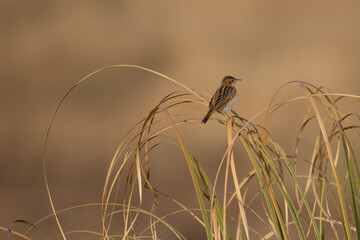 crested tit bird in Spain © Marcel