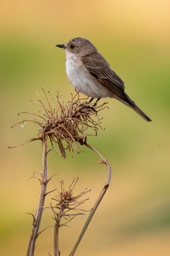 spotted flycatcher bird in Spain