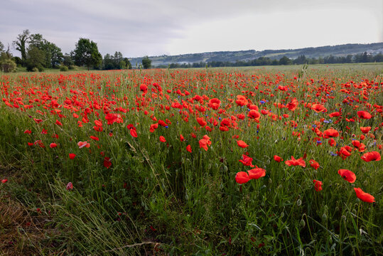 big red poppy flower field
