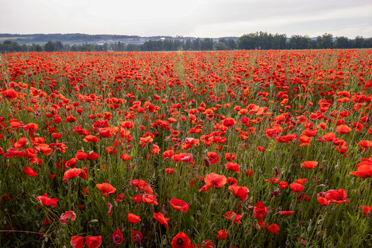 big red poppy flower field