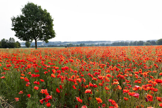 big red poppy flower field
