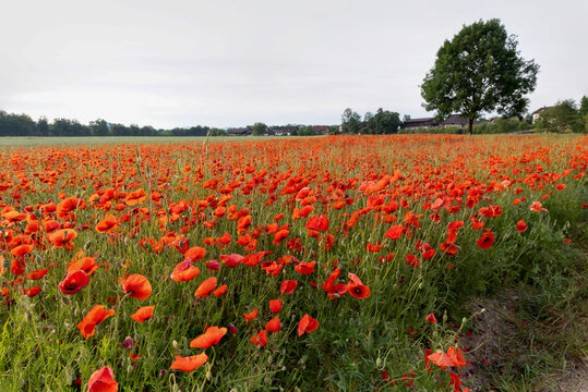 big red poppy flower field